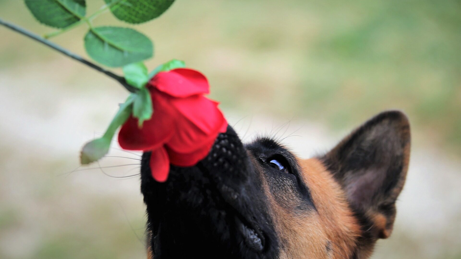 Vorschau von Rote Rosen: Aktuelle Folgen & Ausblick 2 Rote Rosen Folgen