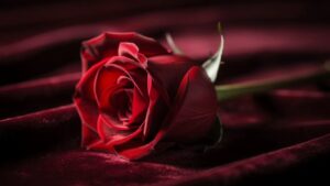 Der Bachelor: Alle Infos zur RTL-Datingshow, Kandidaten & Zukunft 34 image 99 edited