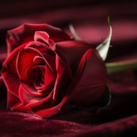 Der Bachelor: Alle Infos zur RTL-Datingshow, Kandidaten & Zukunft