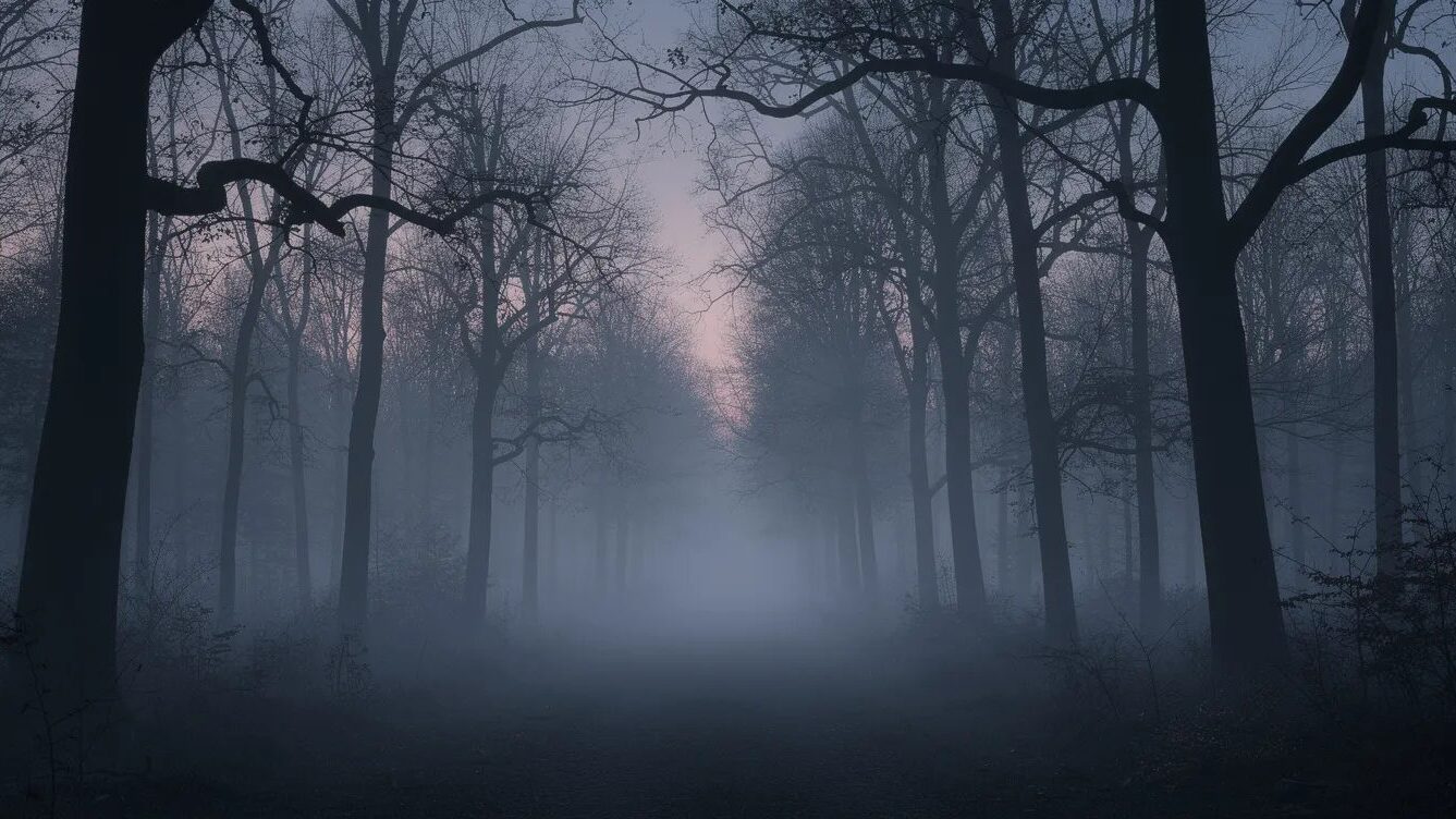 Eine düstere Waldlandschaft im Nebel.
