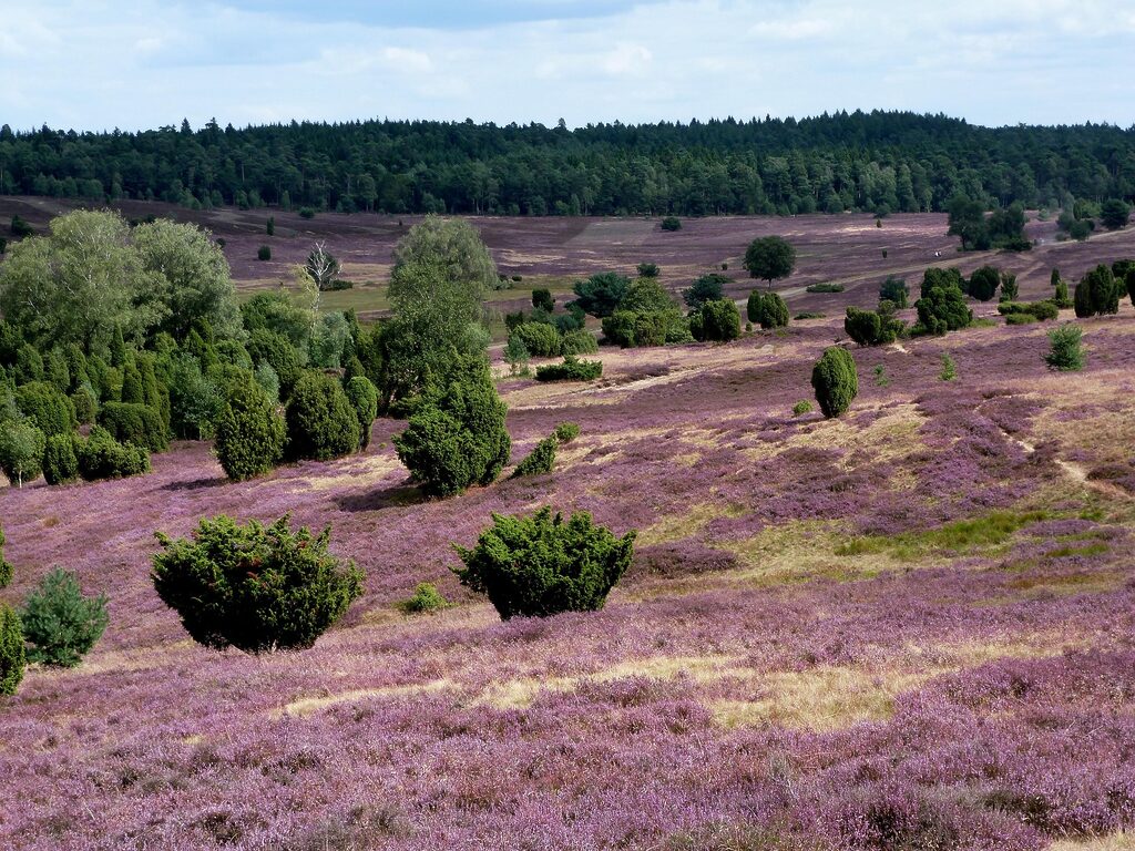 Serie "Schwarzes Gold": Ölboom in der Lüneburger Heide 1900 1 lueneburger heide landschaft