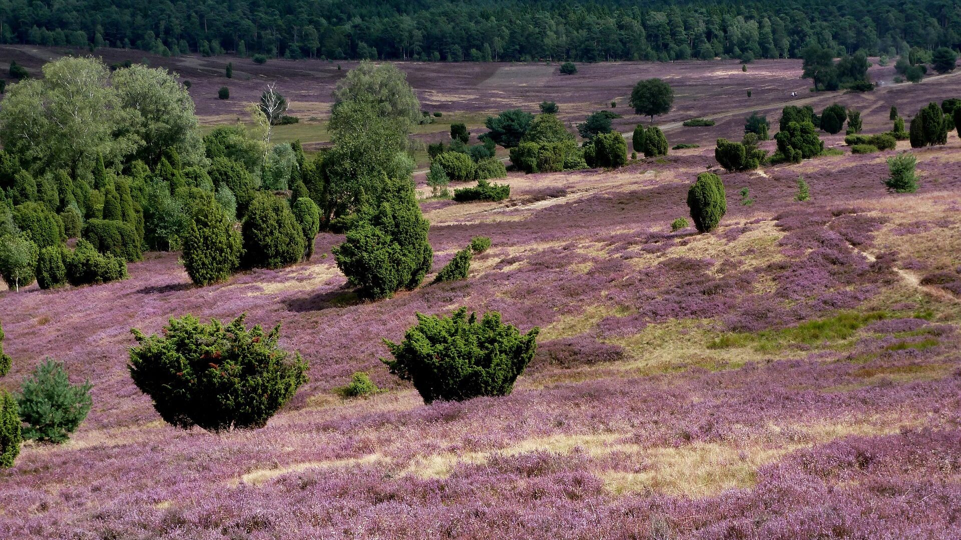Serie "Schwarzes Gold": Ölboom in der Lüneburger Heide 1900 4 Idyllische Landschaft der Lüneburger Heide